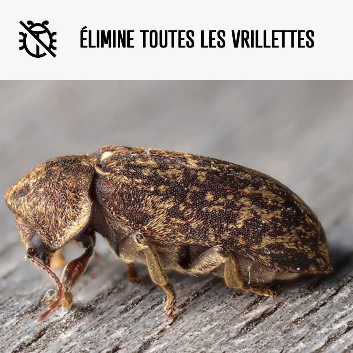 Traitement vrillette : bois, parquet meuble - 5 L - ARCANE INDUSTRIES 5 L Transparent